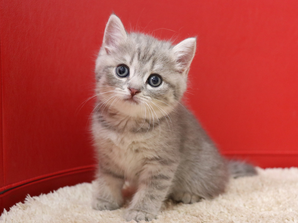 スコティッシュフォールドの子猫画像