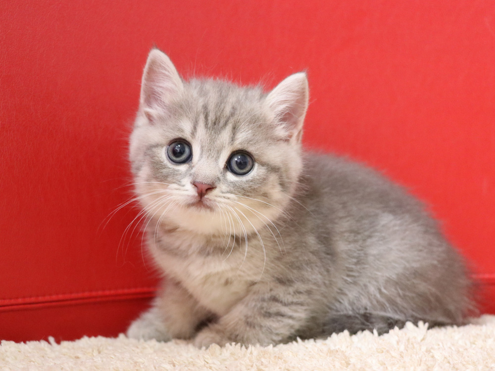 スコティッシュフォールドの子猫画像