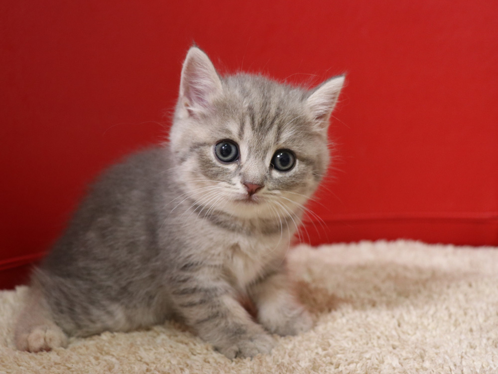 スコティッシュフォールドの子猫画像