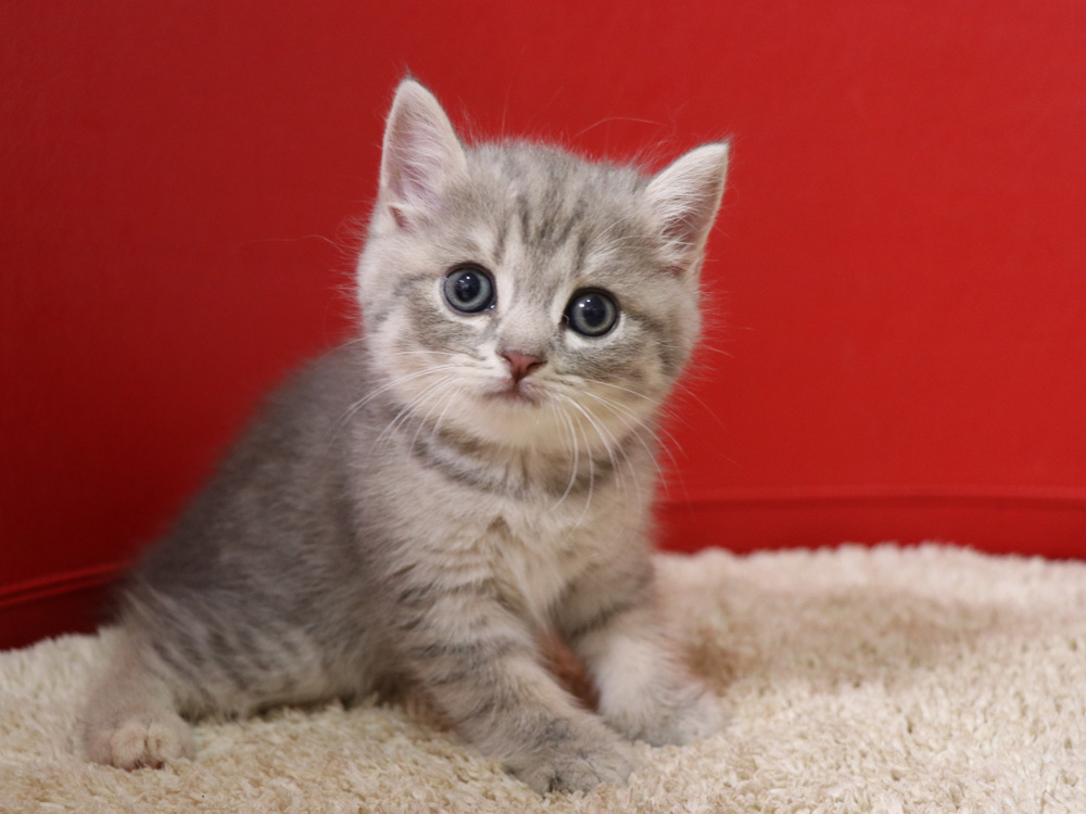 スコティッシュフォールドの子猫画像