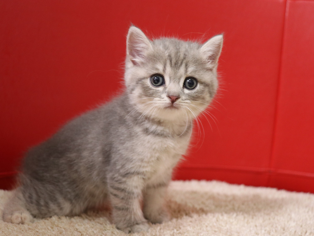 スコティッシュフォールドの子猫画像
