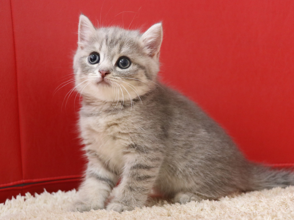 スコティッシュフォールドの子猫画像