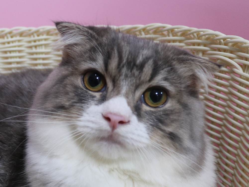 スコティッシュフォールドの子猫画像