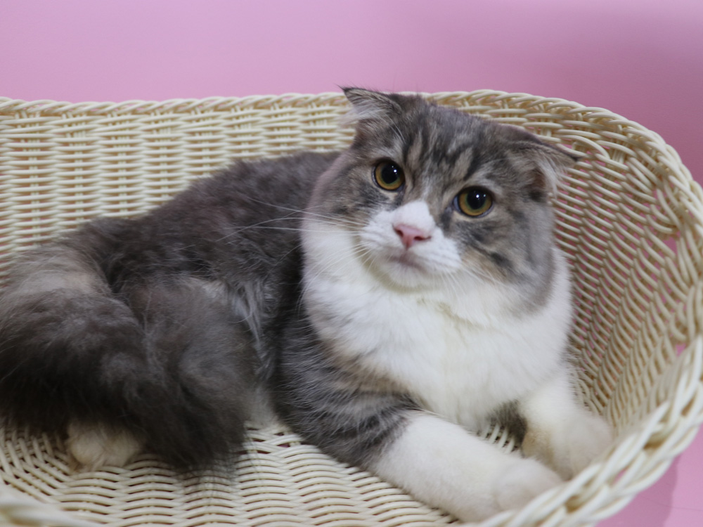 スコティッシュフォールドの子猫画像