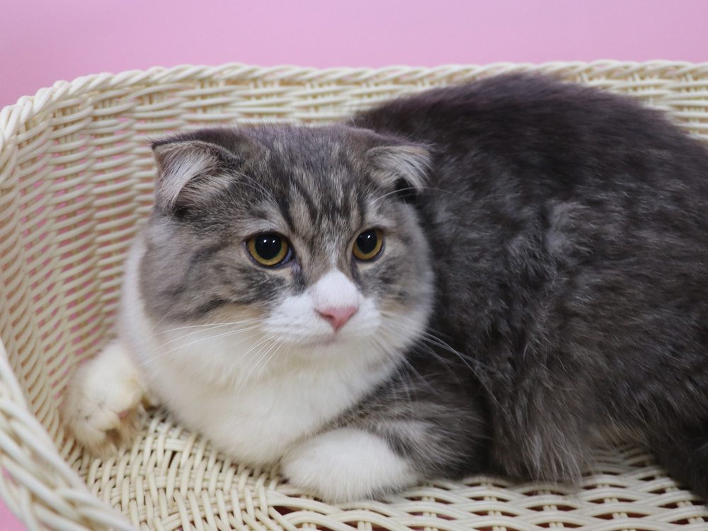 スコティッシュフォールドの子猫画像