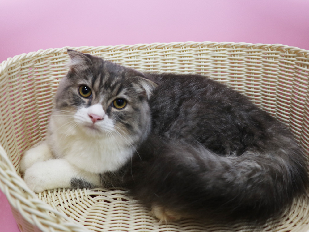 スコティッシュフォールドの子猫画像