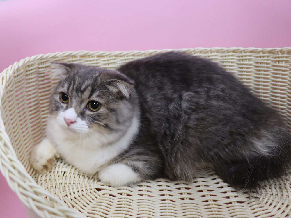 スコティッシュフォールドの子猫画像