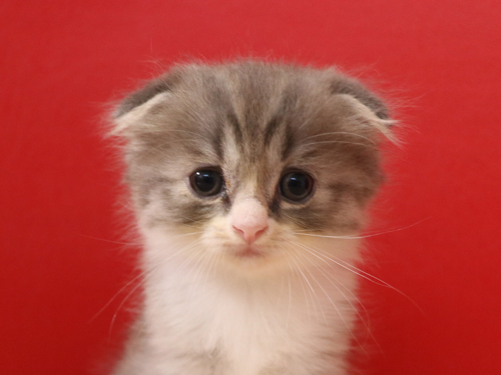 スコティッシュフォールドの子猫画像