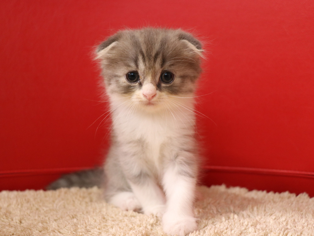 スコティッシュフォールドの子猫画像