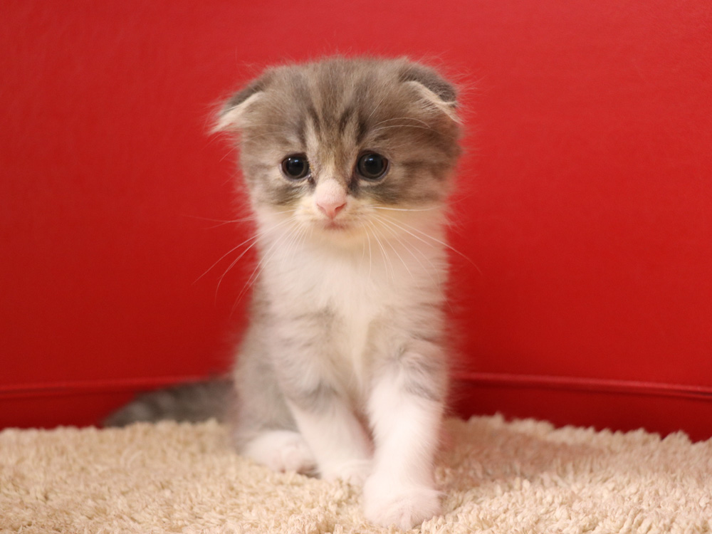 スコティッシュフォールドの子猫画像