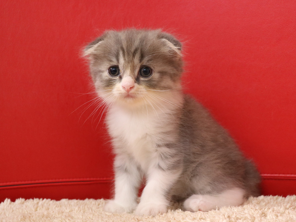 スコティッシュフォールドの子猫画像