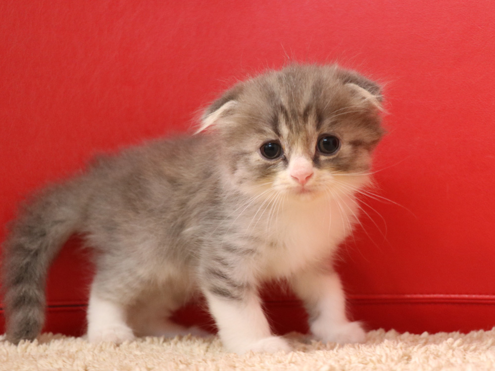 スコティッシュフォールドの子猫画像