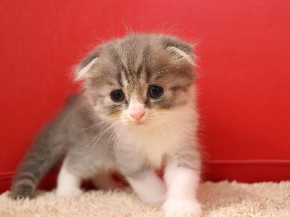 スコティッシュフォールドの子猫画像