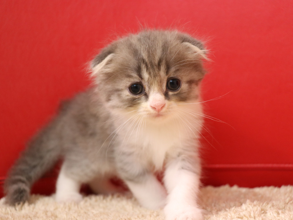 スコティッシュフォールドの子猫画像