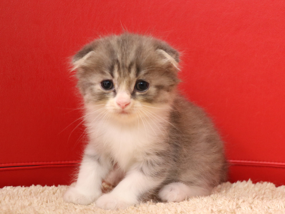 スコティッシュフォールドの子猫画像