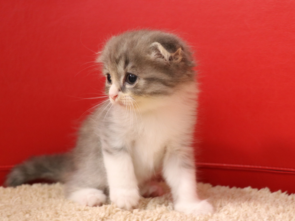 スコティッシュフォールドの子猫画像
