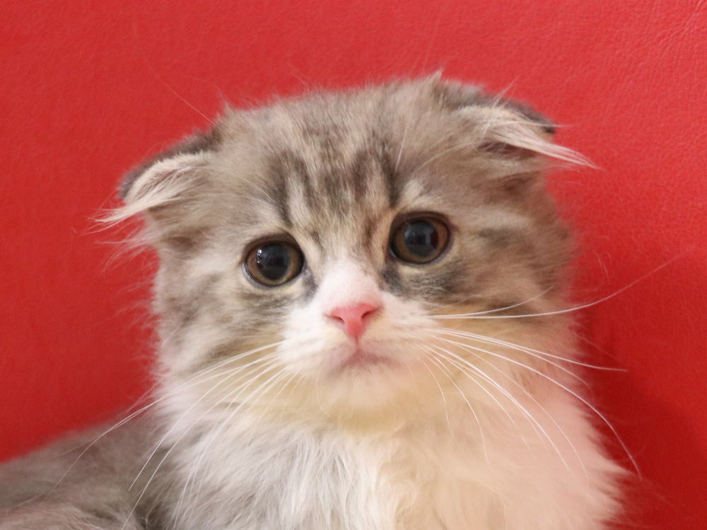 スコティッシュフォールドの子猫画像