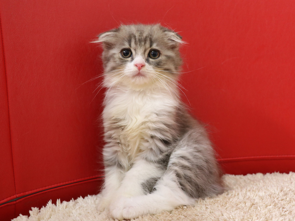スコティッシュフォールドの子猫画像