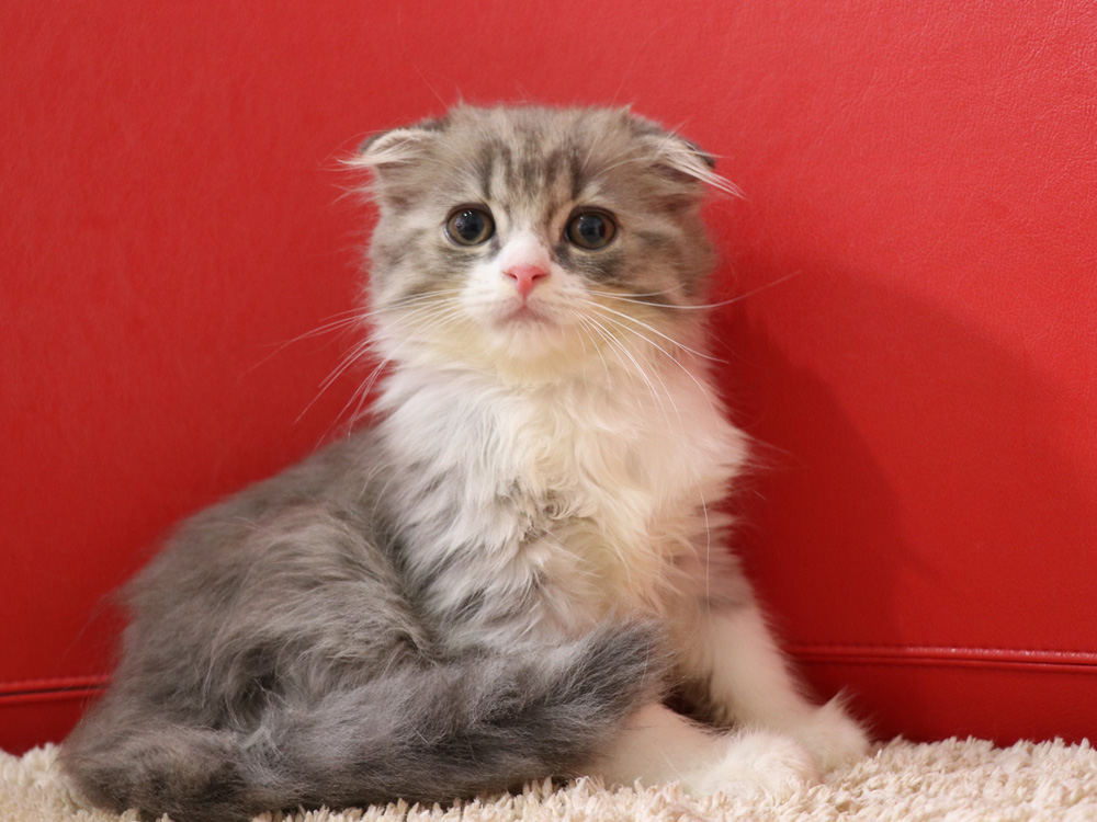 スコティッシュフォールドの子猫画像