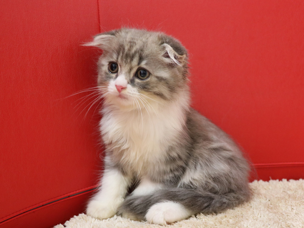 スコティッシュフォールドの子猫画像