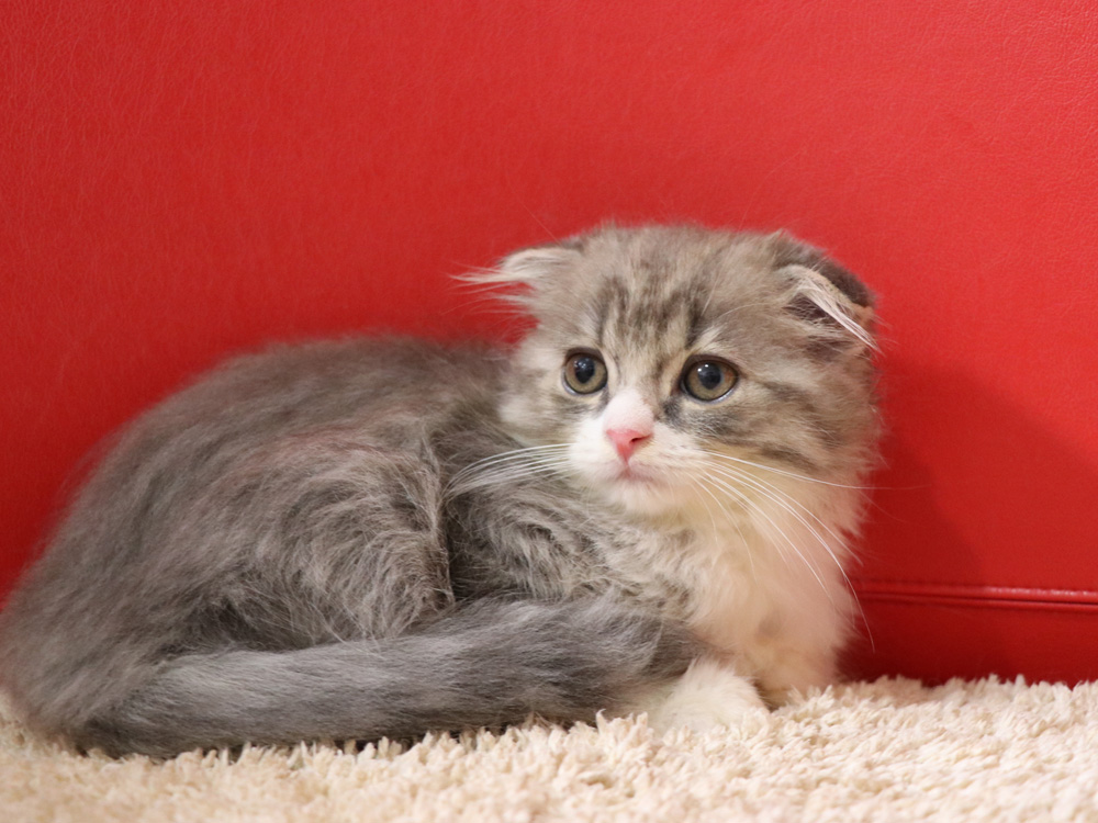 スコティッシュフォールドの子猫画像