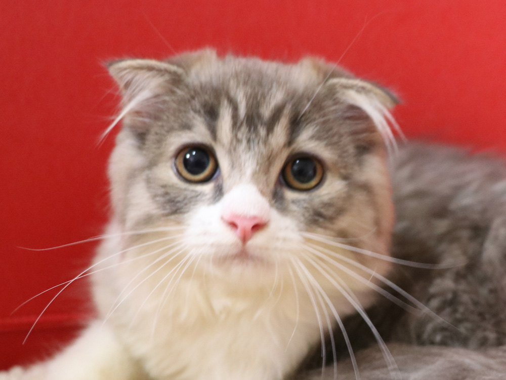 スコティッシュフォールドの子猫画像