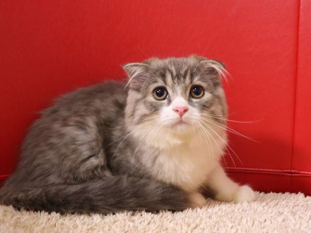 スコティッシュフォールドの子猫画像