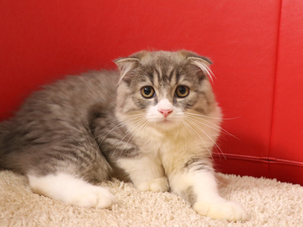 スコティッシュフォールドの子猫画像