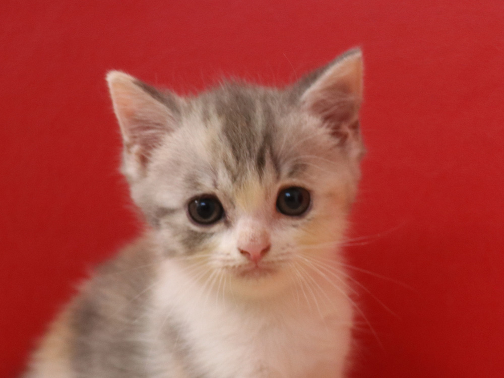 スコティッシュフォールドの子猫画像