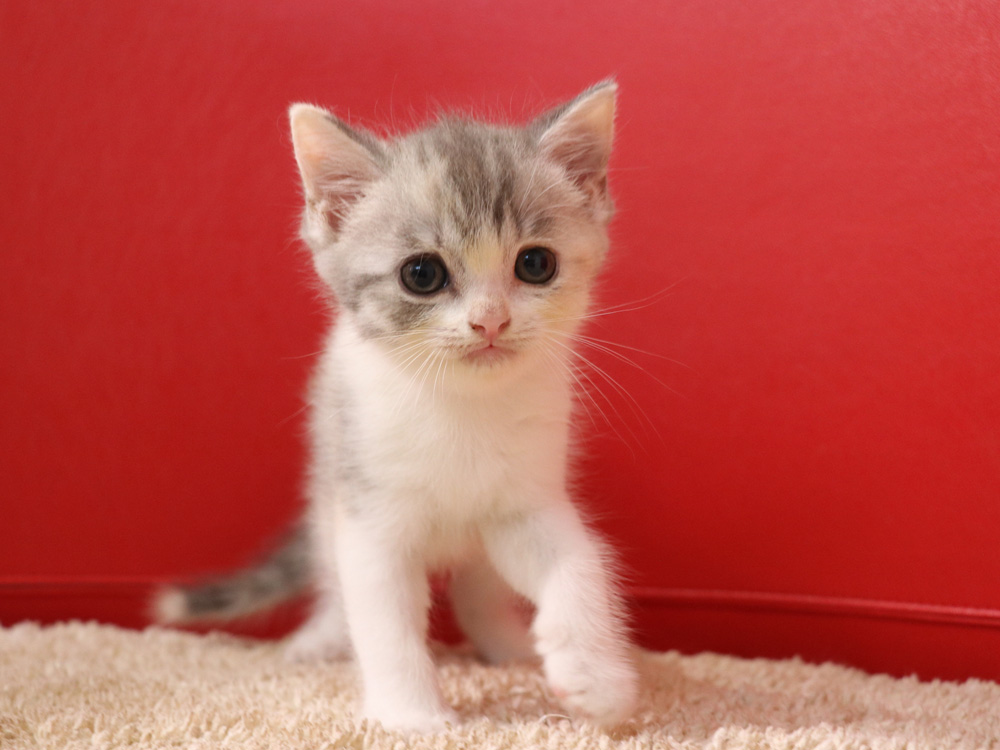 スコティッシュフォールドの子猫画像