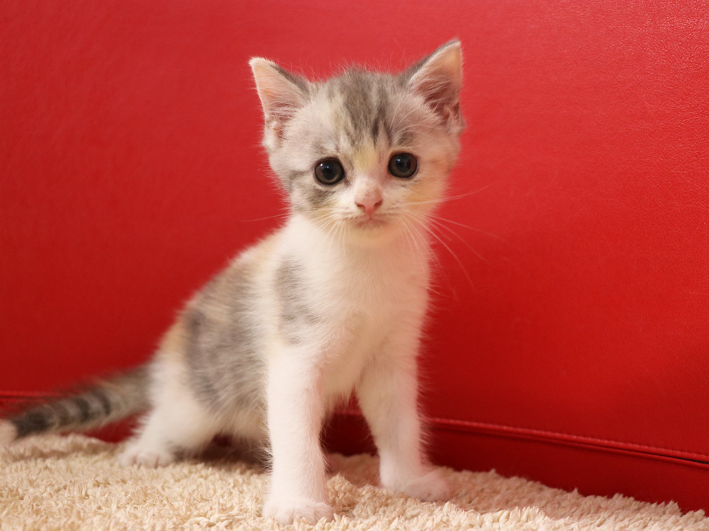 スコティッシュフォールドの子猫画像