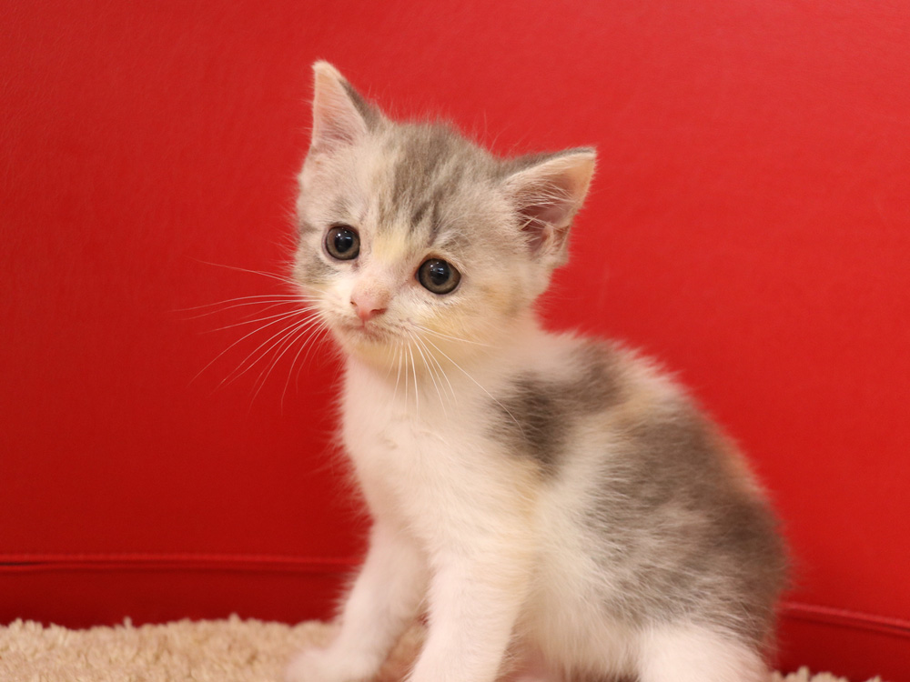 スコティッシュフォールドの子猫画像