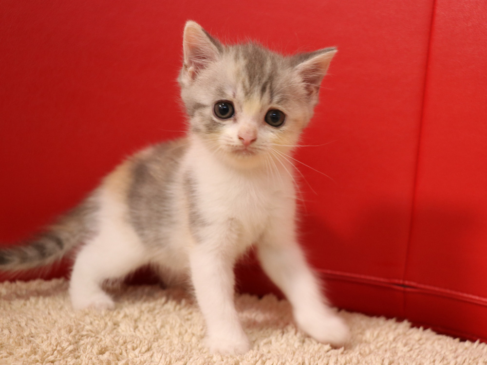 スコティッシュフォールドの子猫画像