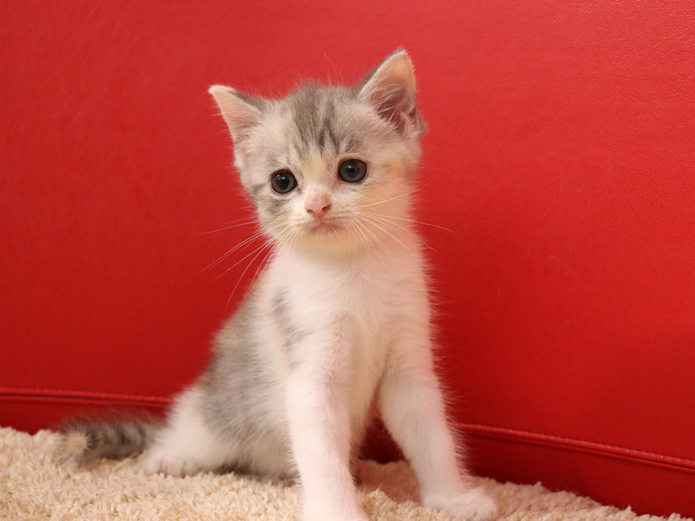 スコティッシュフォールドの子猫画像