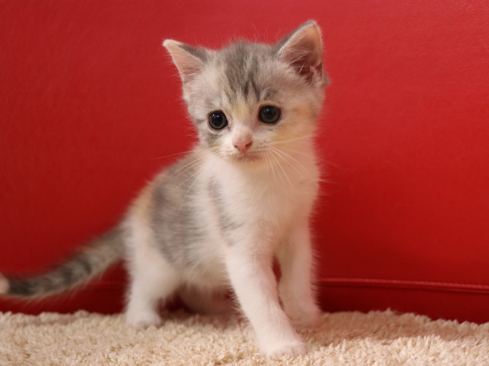 スコティッシュフォールドの子猫画像