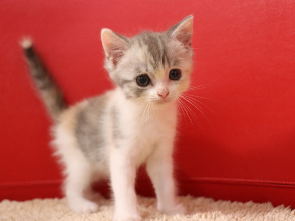 スコティッシュフォールドの子猫画像