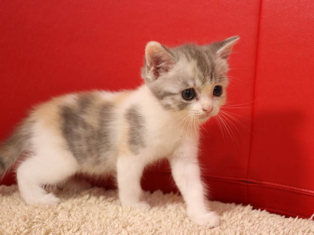 スコティッシュフォールドの子猫画像