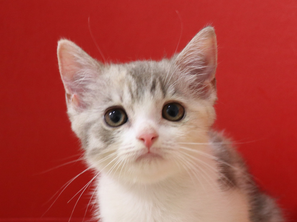 スコティッシュフォールドの子猫画像