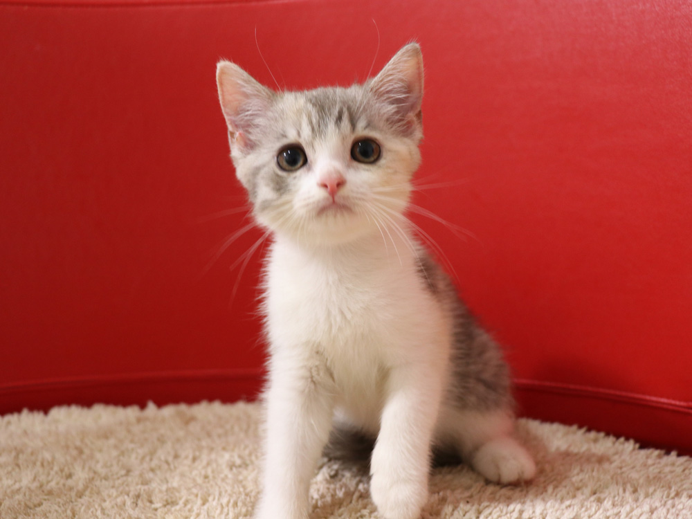スコティッシュフォールドの子猫画像