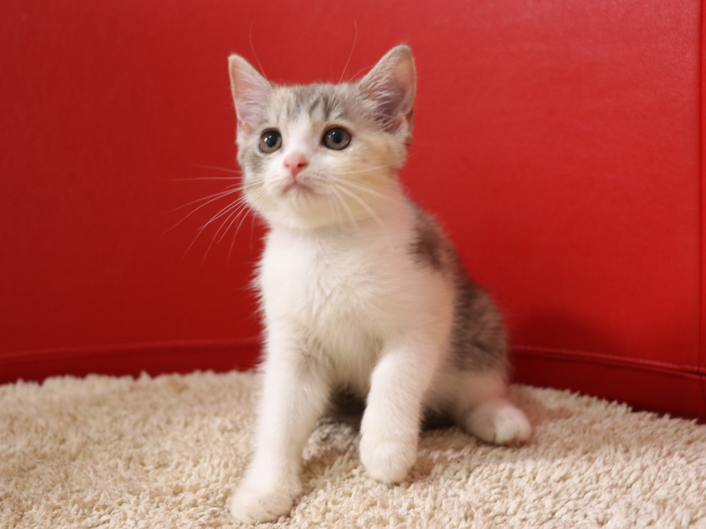 スコティッシュフォールドの子猫画像