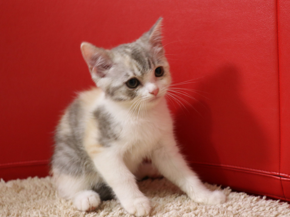 スコティッシュフォールドの子猫画像