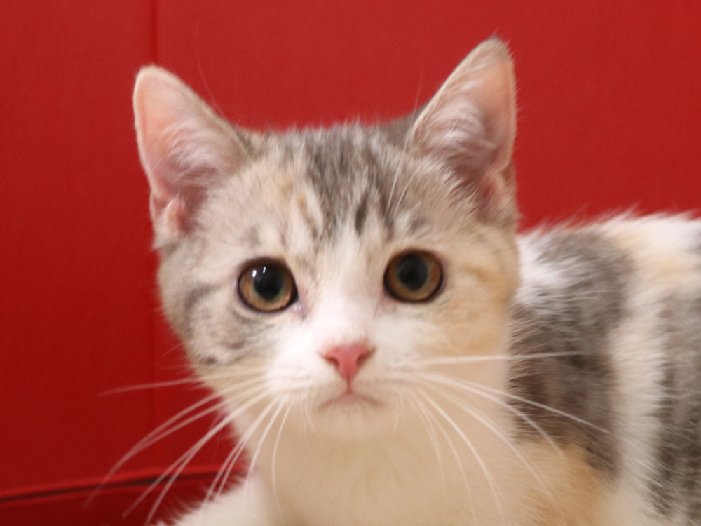スコティッシュフォールドの子猫画像