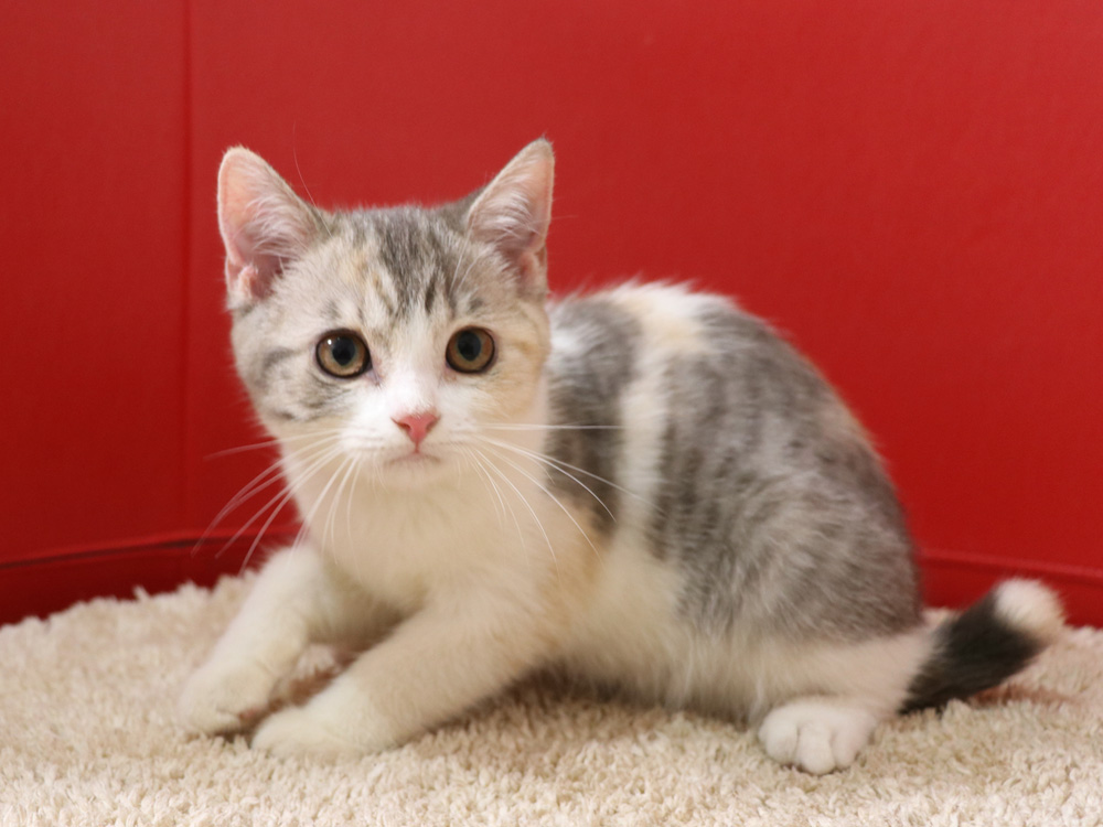 スコティッシュフォールドの子猫画像