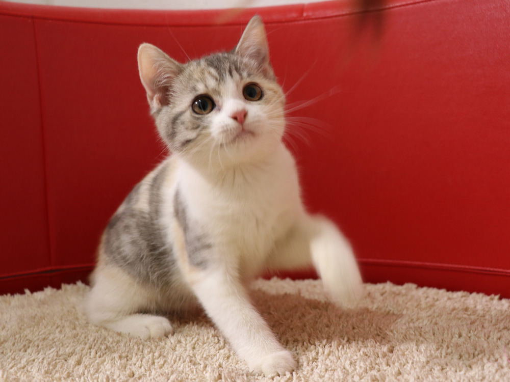 スコティッシュフォールドの子猫画像