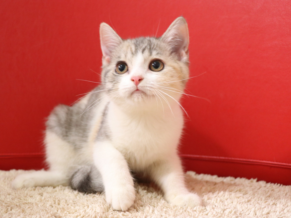 スコティッシュフォールドの子猫画像