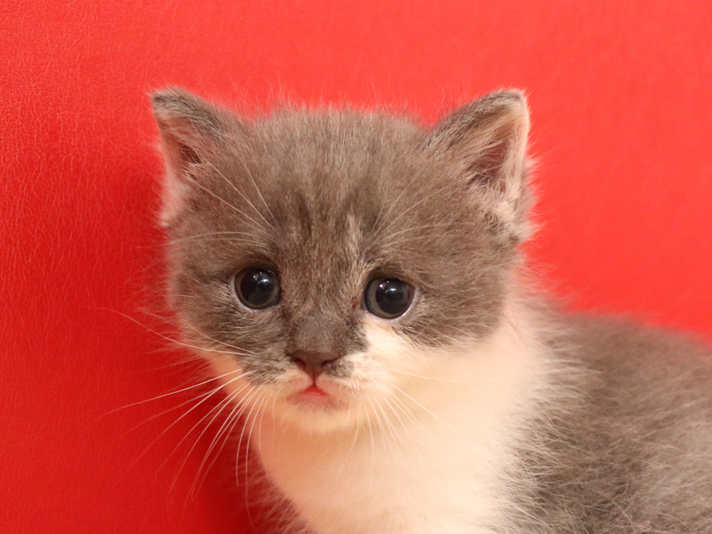 スコティッシュフォールドの子猫画像