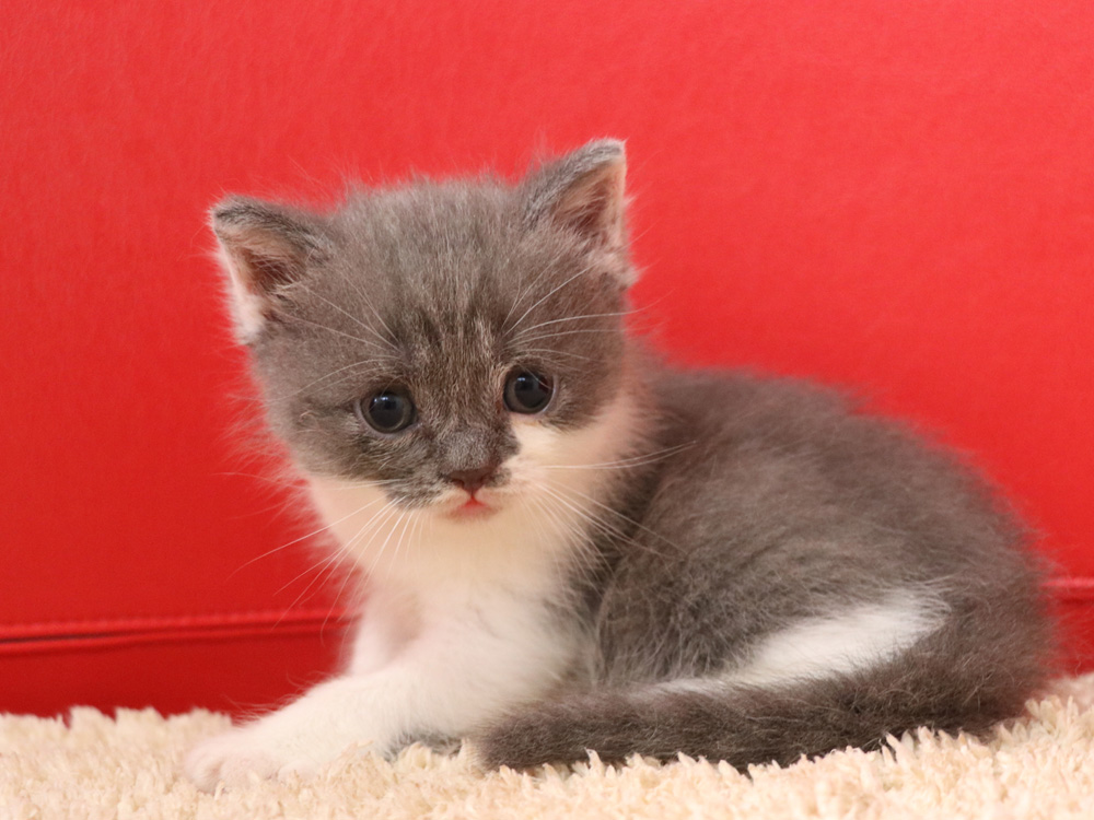 スコティッシュフォールドの子猫画像