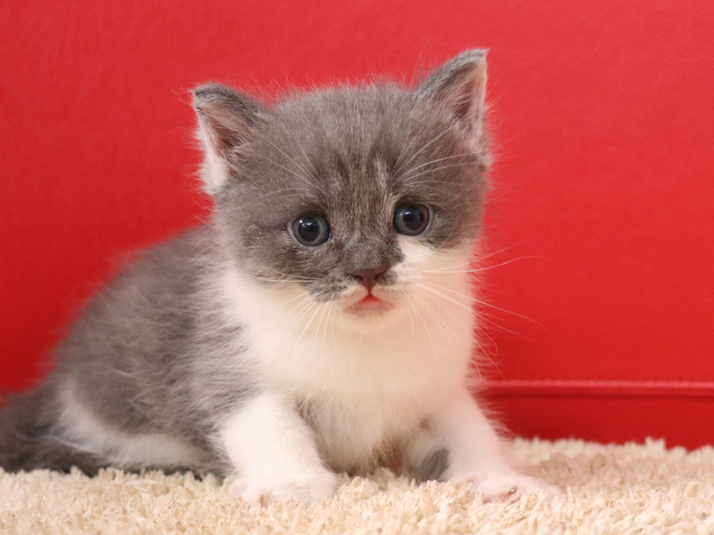スコティッシュフォールドの子猫画像
