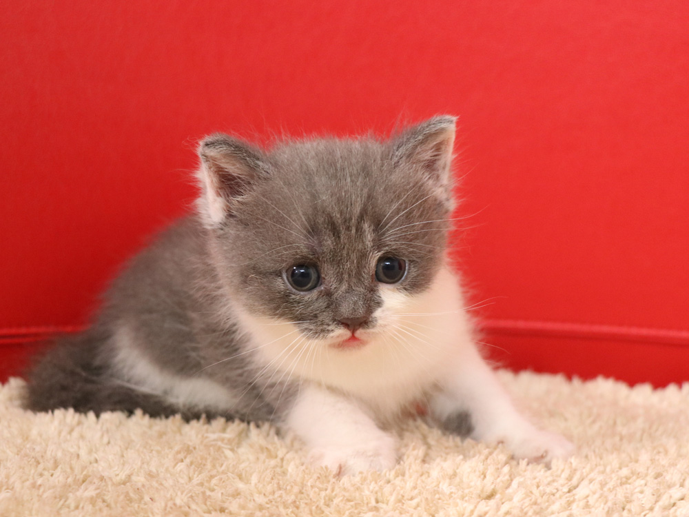 スコティッシュフォールドの子猫画像