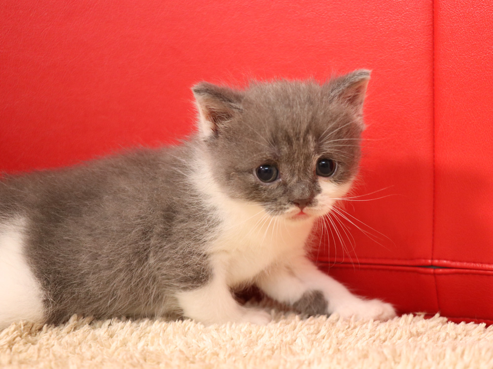 スコティッシュフォールドの子猫画像
